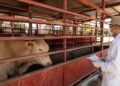 Blindan al sur-sureste contra el gusano barrenador; aumentan filtros sanitarios