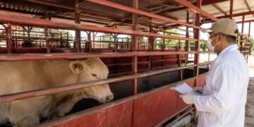 Blindan al sur-sureste contra el gusano barrenador; aumentan filtros sanitarios