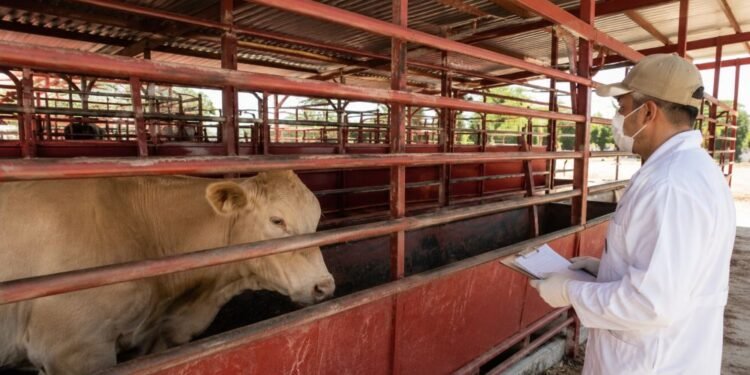 Blindan al sur-sureste contra el gusano barrenador; aumentan filtros sanitarios