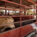 Blindan al sur-sureste contra el gusano barrenador; aumentan filtros sanitarios