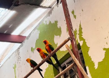 Las salvan del tráfico, Profepa y Sedena hallan 252 aves sin documentación legal en Mazatlán