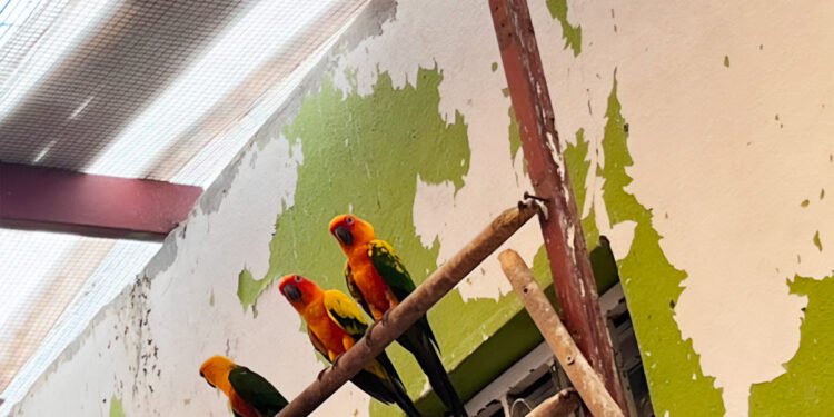 Las salvan del tráfico, Profepa y Sedena hallan 252 aves sin documentación legal en Mazatlán