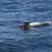 Pensaron que era sargazo y era un torpedo: así fue el hallazgo frente a Ensenada