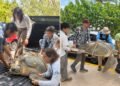 ¡La encontraron herida! Tortuga marina es rescatada en plena Zona Hotelera de Cancún