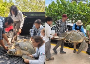 ¡La encontraron herida! Tortuga marina es rescatada en plena Zona Hotelera de Cancún