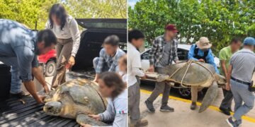 ¡La encontraron herida! Tortuga marina es rescatada en plena Zona Hotelera de Cancún
