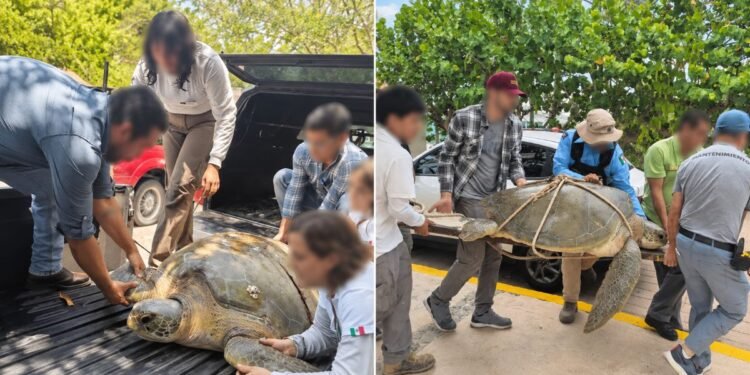 ¡La encontraron herida! Tortuga marina es rescatada en plena Zona Hotelera de Cancún
