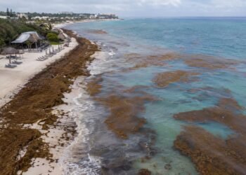 El costo del sargazo crece en Quintana Roo: piden política permanente para combatirlo