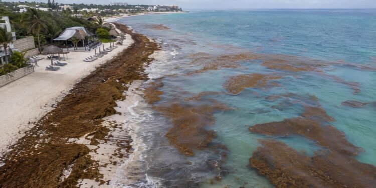 El costo del sargazo crece en Quintana Roo: piden política permanente para combatirlo