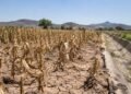 ¿Qué pasará con el campo mexicano? UNAM advierte que El Niño podría traer sequía y menos lluvias en 2027