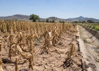 ¿Qué pasará con el campo mexicano? UNAM advierte que El Niño podría traer sequía y menos lluvias en 2027