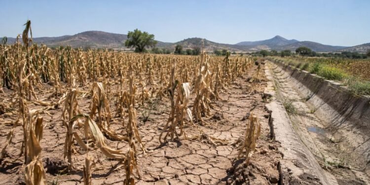 ¿Qué pasará con el campo mexicano? UNAM advierte que El Niño podría traer sequía y menos lluvias en 2027
