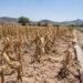 ¿Qué pasará con el campo mexicano? UNAM advierte que El Niño podría traer sequía y menos lluvias en 2027