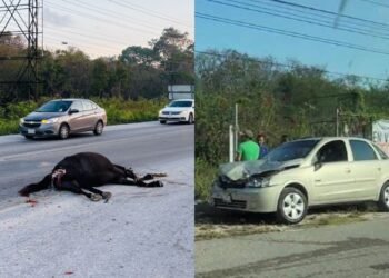 Una mañana de caos: caballos sueltos provocan accidentes en la Puerto Morelos-Cancún