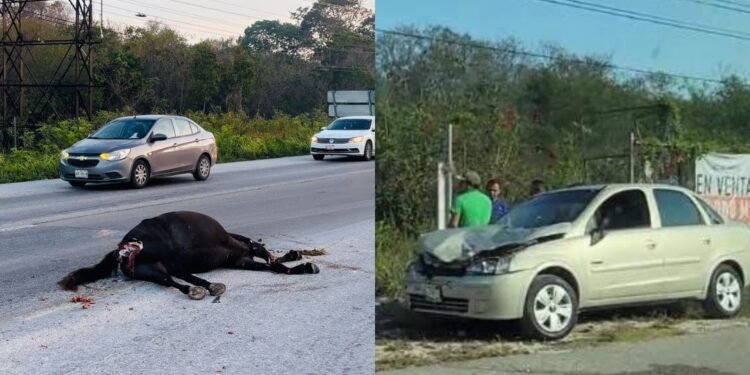 Una mañana de caos: caballos sueltos provocan accidentes en la Puerto Morelos-Cancún