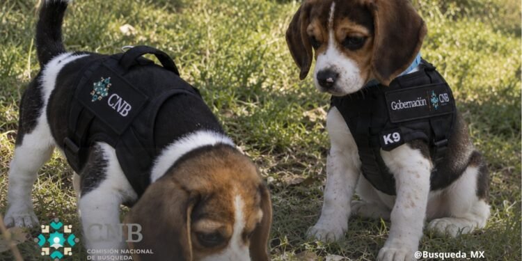 Dexter y Simón: ellos son los dos cachorros que se preparan para ayudar a encontrar personas