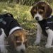 Dexter y Simón: ellos son los dos cachorros que se preparan para ayudar a encontrar personas