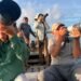 ¡A volar! Punta Sur se convierte en escenario para observar 22 especies de aves