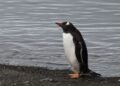 Los pingüinos papúa no eran uno, sino cuatro: descubren una nueva especie
