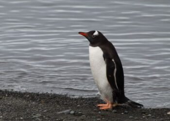 Los pingüinos papúa no eran uno, sino cuatro: descubren una nueva especie