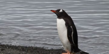 Los pingüinos papúa no eran uno, sino cuatro: descubren una nueva especie
