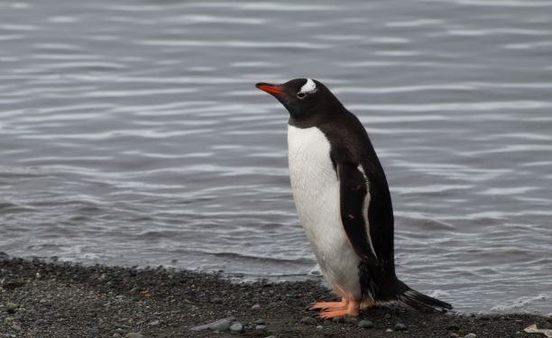Los pingüinos papúa no eran uno, sino cuatro: descubren una nueva especie