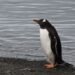 Los pingüinos papúa no eran uno, sino cuatro: descubren una nueva especie