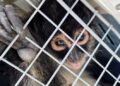 ¡Monos araña no son mascotas! Dos casos exhiben la tenencia ilegal de una especie en peligro