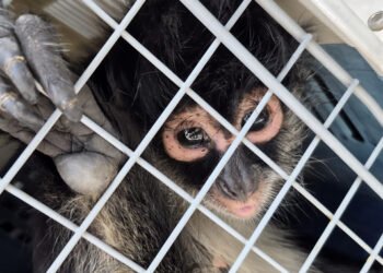 ¡Monos araña no son mascotas! Dos casos exhiben la tenencia ilegal de una especie en peligro