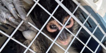 ¡Monos araña no son mascotas! Dos casos exhiben la tenencia ilegal de una especie en peligro