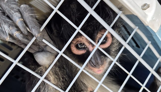 ¡Monos araña no son mascotas! Dos casos exhiben la tenencia ilegal de una especie en peligro