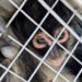 ¡Monos araña no son mascotas! Dos casos exhiben la tenencia ilegal de una especie en peligro