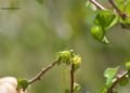 ¿Cuántas especies faltan por descubrir en México? Cacaxtla da una nueva respuesta