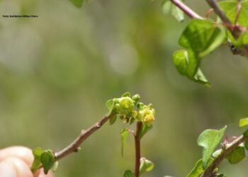 ¿Cuántas especies faltan por descubrir en México? Cacaxtla da una nueva respuesta