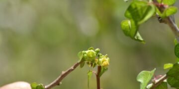 ¿Cuántas especies faltan por descubrir en México? Cacaxtla da una nueva respuesta