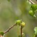 ¿Cuántas especies faltan por descubrir en México? Cacaxtla da una nueva respuesta