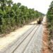 Expropian casi 20 hectáreas del ejido Polyuc para el Tren Maya y la CFE