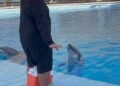 Muere Moana en el Delfinario Sonora; causa del fallecimiento está por determinar