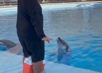Muere Moana en el Delfinario Sonora; causa del fallecimiento está por determinar