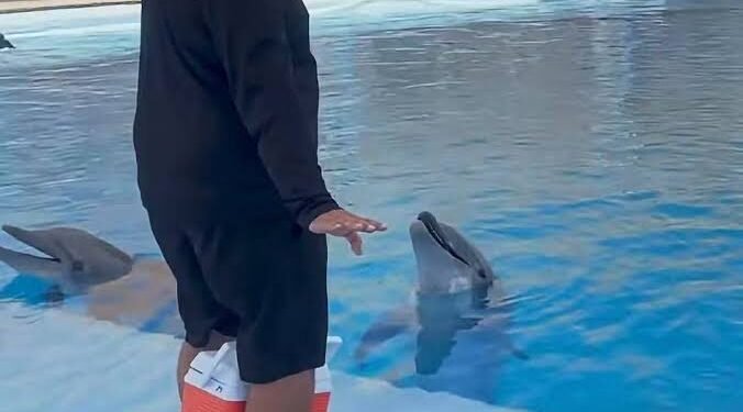Muere Moana en el Delfinario Sonora; causa del fallecimiento está por determinar