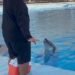 Muere Moana en el Delfinario Sonora; causa del fallecimiento está por determinar