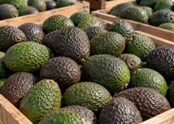 ¿Adiós a las deducciones? SAT fija nuevas condiciones para compras de aguacate