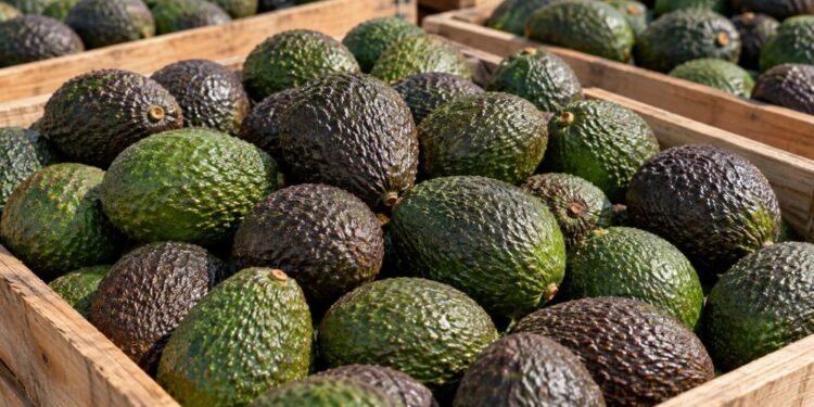 ¿Adiós a las deducciones? SAT fija nuevas condiciones para compras de aguacate