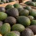 ¿Adiós a las deducciones? SAT fija nuevas condiciones para compras de aguacate