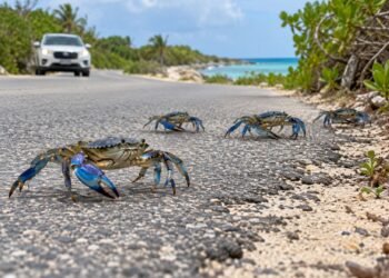¡Cuidado al manejar! Temporada de cangrejo azul moviliza a Isla Mujeres