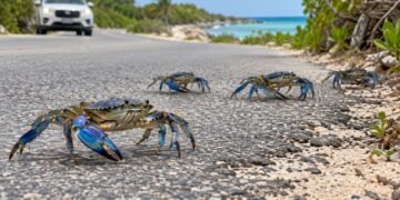 ¡Cuidado al manejar! Temporada de cangrejo azul moviliza a Isla Mujeres