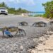 ¡Cuidado al manejar! Temporada de cangrejo azul moviliza a Isla Mujeres