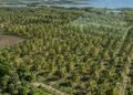 ¿Tienes cultivos de coco? Así usarán mapas y sobrevuelos para mejorar la producción