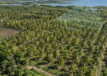 ¿Tienes cultivos de coco? Así usarán mapas y sobrevuelos para mejorar la producción