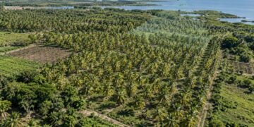 ¿Tienes cultivos de coco? Así usarán mapas y sobrevuelos para mejorar la producción